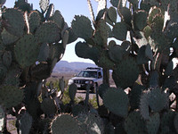 Our Subaru Framed by Prickly Pear