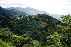 Jamaican Blue Mountains