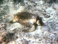 Young Sea Turtle