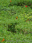 Orioles in Hibiscus