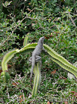 Iguana on Cactus