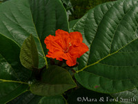 Orange-Flowering Shrub