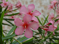 Pink Oleander Blossoms