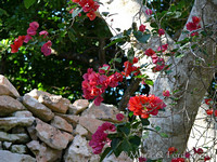 Bougainvillea on Southern Wall
