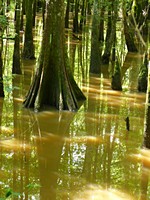 Tickfaw Swamp